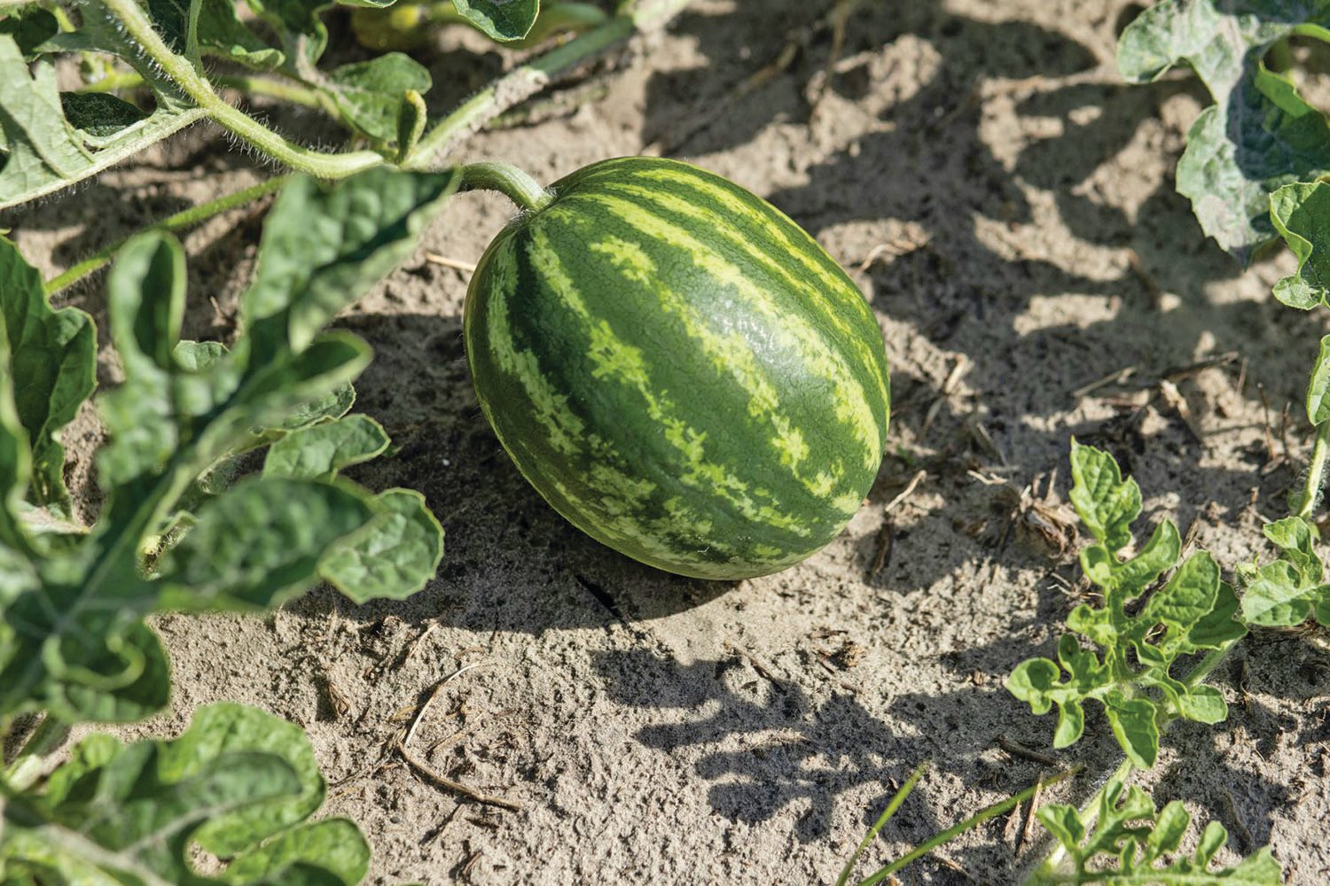 A watermelon in a field.